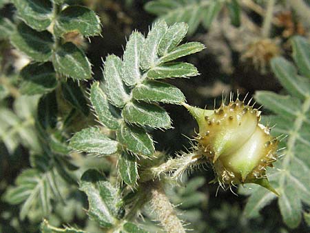 Tribulus terrestris \ Erd-Burzeldorn / Small Caltrops, GR Meteora 28.8.2007