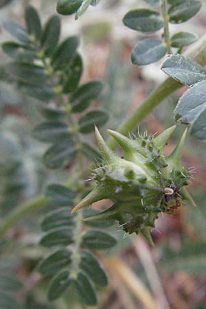 Tribulus terrestris \ Erd-Burzeldorn / Small Caltrops, GR Nauplia/Nafplion 3.9.2007