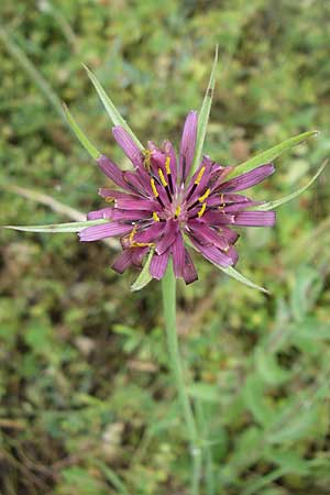 Tragopogon porrifolius subsp. eriospermus \ Wollsamiger Bocksbart, GR Dodoni 14.5.2008