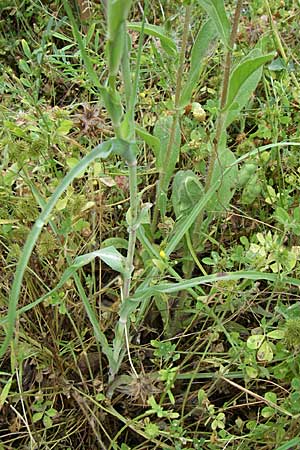 Tragopogon porrifolius subsp. eriospermus \ Wollsamiger Bocksbart, GR Dodoni 14.5.2008