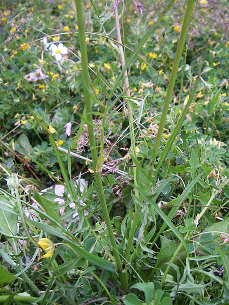 Scorzonera cana \ Jacquins Schwarzwurzel, Graue Schwarzwurzel / Jacquin's Viper's Grass, GR Joannina 14.5.2008
