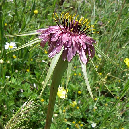 Tragopogon porrifolius subsp. eriospermus \ Wollsamiger Bocksbart, GR Zagoria, Monodendri 19.5.2008