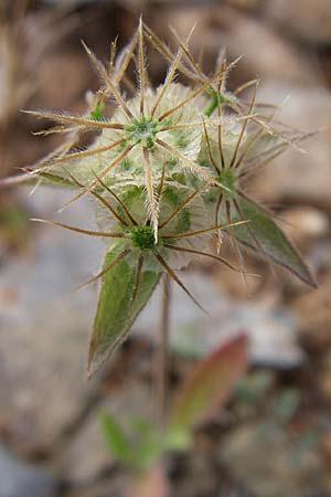 Lomelosia brachiata \ Pal&auml;stina-Skabiose / Tremastelma, GR Hymettos 21.5.2008