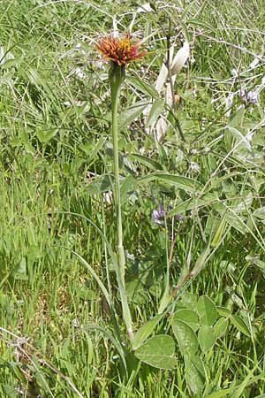 Tragopogon porrifolius subsp. eriospermus \ Wollsamiger Bocksbart, GR Peloponnes, Monemvasia 31.3.2013