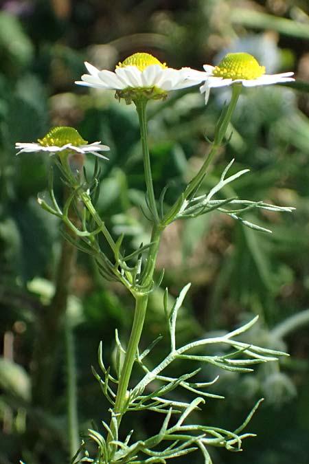 Matricaria chamomilla \ Echte Kamille, GR Hymettos 11.4.2024