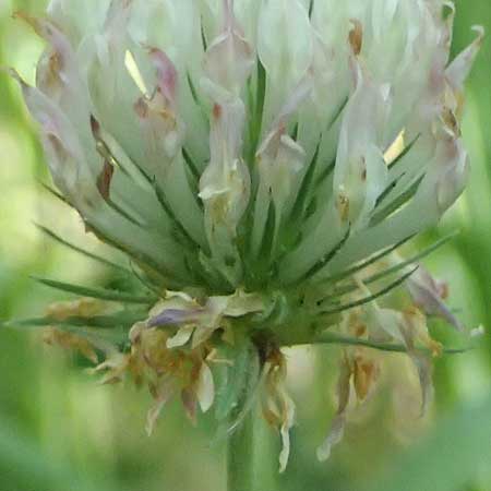 Trifolium leucanthum \ Fahlbl&uuml;tiger Klee / Pale-Flowered Clover, GR Peloponnes, Chelmos, Klitoria 23.5.2024