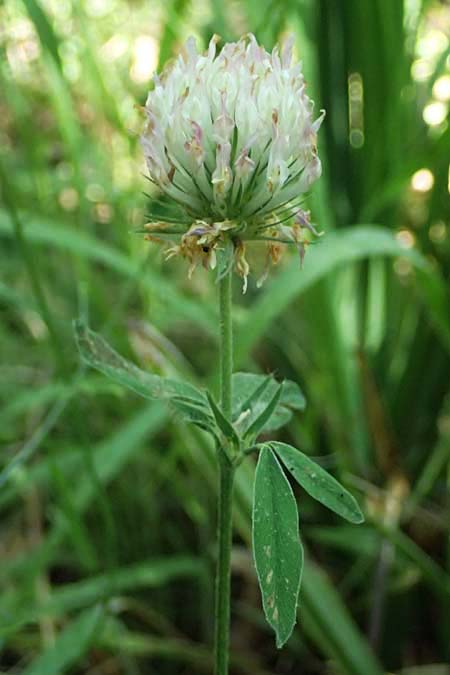 Trifolium leucanthum \ Fahlbl&uuml;tiger Klee / Pale-Flowered Clover, GR Peloponnes, Chelmos, Klitoria 23.5.2024