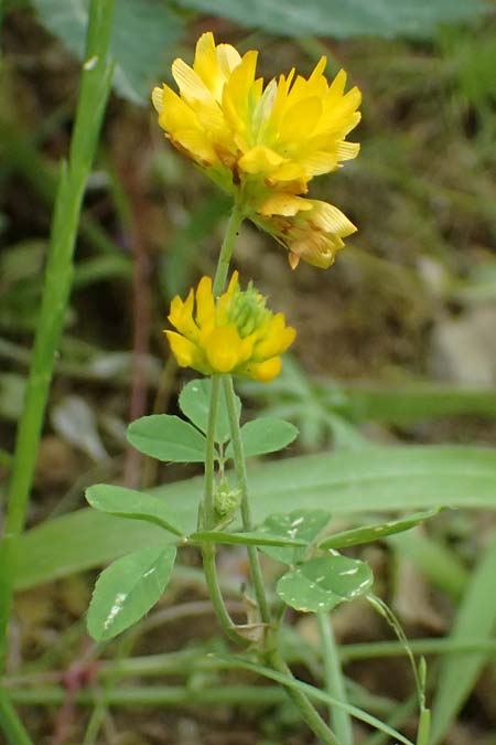 Trifolium campestre \ Gelber Acker-Klee, Feld-Klee / Hop Trefoil, GR Peloponnes, Taygetos 27.5.2024