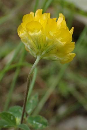 Trifolium campestre \ Gelber Acker-Klee, Feld-Klee / Hop Trefoil, GR Peloponnes, Taygetos 27.5.2024