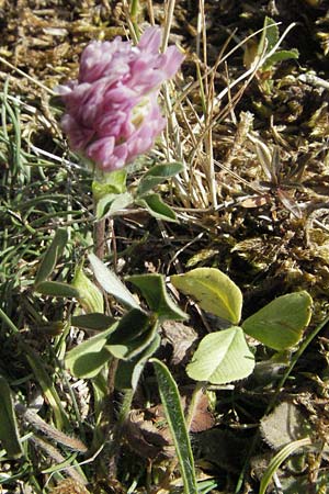 Trifolium striatum ? \ Gestreifter Klee / Knotted Clover, GR Aoos-See / Lake Aoos 27.8.2007