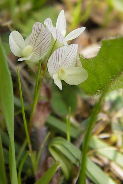 Trifolium subterraneum \ Bodenbrtiger Klee / Subterranean Clover, GR Peloponnes, Strofylia-Wald bei Metochi-Kalogria / Peloponnese, Strofylia Forest near Metochi-Kalogria 27.3.2013