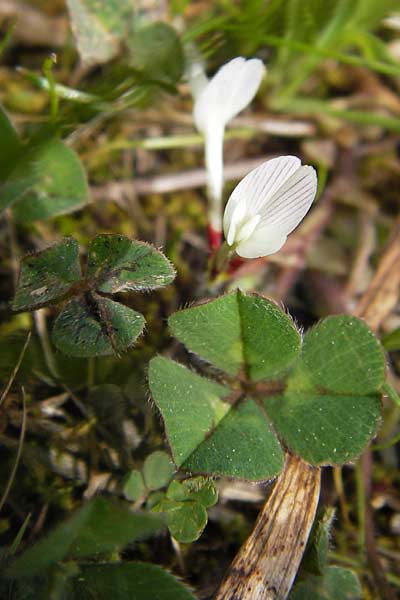 Trifolium subterraneum \ Bodenbrtiger Klee / Subterranean Clover, GR Peloponnes, Strofylia-Wald bei Metochi-Kalogria / Peloponnese, Strofylia Forest near Metochi-Kalogria 27.3.2013