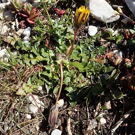 Taraxacum sect. Scariosa \ Membran-Lwenzahn / Membranous Dandelion, GR Parnitha 22.3.2019