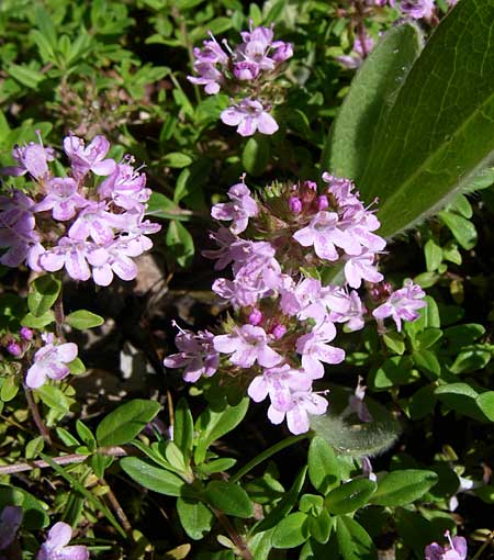 Thymus longicaulis \ Kaskaden-Thymian, Langstngeliger Thymian / Thyme, GR Zagoria, Vikos - Schlucht / Gorge 15.5.2008