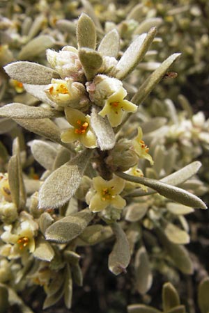 Thymelaea tartonraira \ Silberwei&szlig;e Spatzenzunge / Tartonraire, GR Peloponnes, Kremasti 31.3.2013