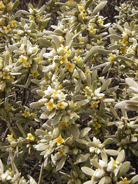 Thymelaea tartonraira \ Silberwei&szlig;e Spatzenzunge / Tartonraire, GR Peloponnes, Kremasti 31.3.2013