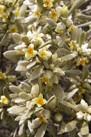 Thymelaea tartonraira \ Silberwei&szlig;e Spatzenzunge / Tartonraire, GR Peloponnes, Kremasti 31.3.2013