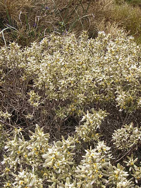 Thymelaea tartonraira \ Silberwei&szlig;e Spatzenzunge / Tartonraire, GR Peloponnes, Kremasti 31.3.2013