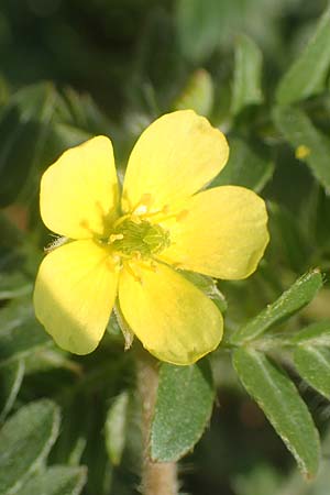 Tribulus terrestris \ Erd-Burzeldorn / Small Caltrops, GR Euboea (Evia), Neos Pirgos 26.8.2017