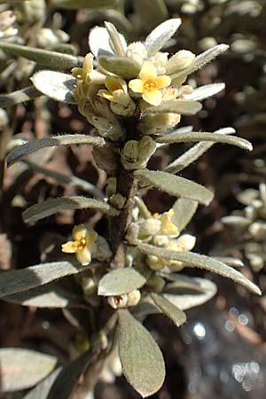 Thymelaea tartonraira \ Silberwei&szlig;e Spatzenzunge / Tartonraire, GR Parnitha 22.3.2019