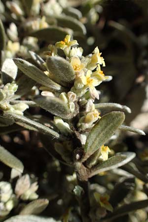 Thymelaea tartonraira \ Silberwei&szlig;e Spatzenzunge / Tartonraire, GR Parnitha 22.3.2019