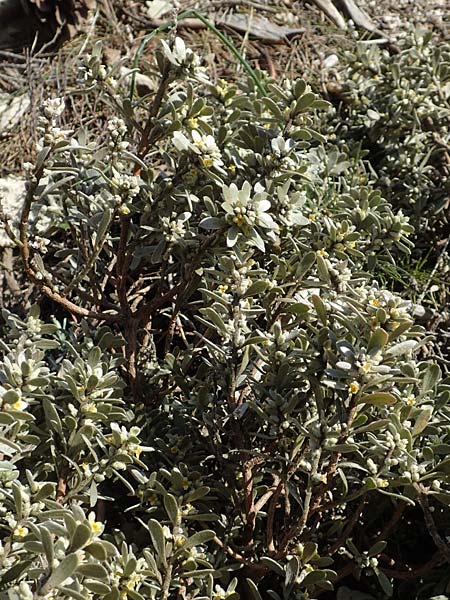 Thymelaea tartonraira \ Silberwei&szlig;e Spatzenzunge / Tartonraire, GR Parnitha 22.3.2019