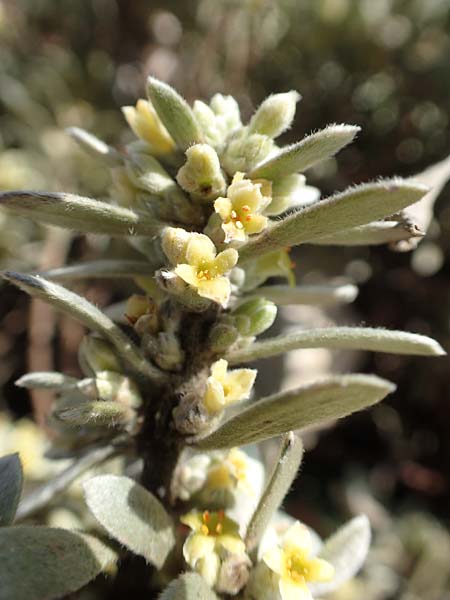 Thymelaea tartonraira \ Silberwei&szlig;e Spatzenzunge / Tartonraire, GR Parnitha 22.3.2019