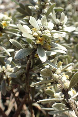 Thymelaea tartonraira \ Silberwei&szlig;e Spatzenzunge / Tartonraire, GR Parnitha 22.3.2019