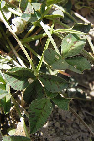 Trifolium uniflorum \ Einbl&uuml;tiger Klee / One-Flowered Clover, GR Parnitha 3.4.2013