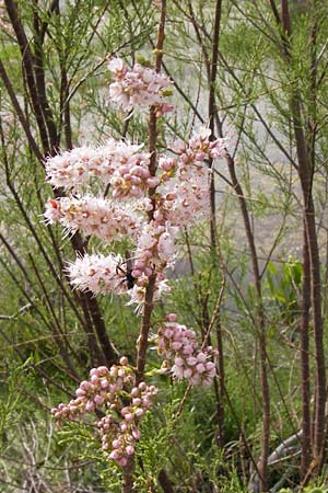 Tamarix smyrnensis \ Smyrna-Tamariske / Smyrna Tamarisk, GR Peloponnes, Strofylia-Wald bei Metochi-Kalogria / Peloponnese, Strofylia Forest near Metochi-Kalogria 27.3.2013