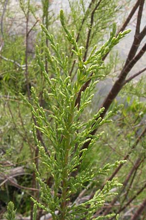 Tamarix smyrnensis \ Smyrna-Tamariske / Smyrna Tamarisk, GR Peloponnes, Strofylia-Wald bei Metochi-Kalogria / Peloponnese, Strofylia Forest near Metochi-Kalogria 27.3.2013