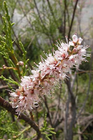 Tamarix smyrnensis \ Smyrna-Tamariske / Smyrna Tamarisk, GR Peloponnes, Strofylia-Wald bei Metochi-Kalogria / Peloponnese, Strofylia Forest near Metochi-Kalogria 27.3.2013