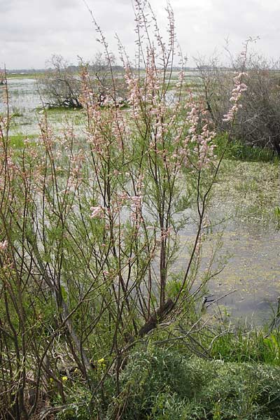 Tamarix smyrnensis \ Smyrna-Tamariske / Smyrna Tamarisk, GR Peloponnes, Strofylia-Wald bei Metochi-Kalogria / Peloponnese, Strofylia Forest near Metochi-Kalogria 27.3.2013