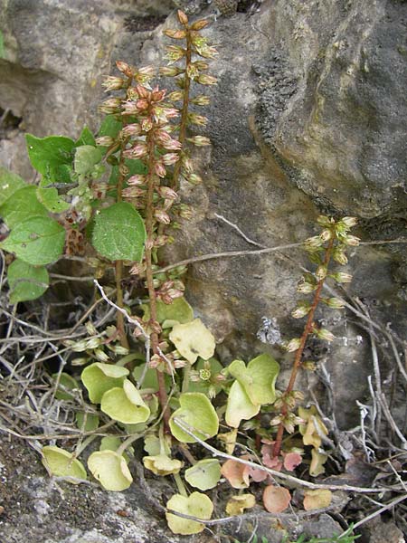 Umbilicus chloranthus \ Gr&uuml;nes Nabelkraut / Green Venus' Navel, GR Igoumenitsa 13.5.2008