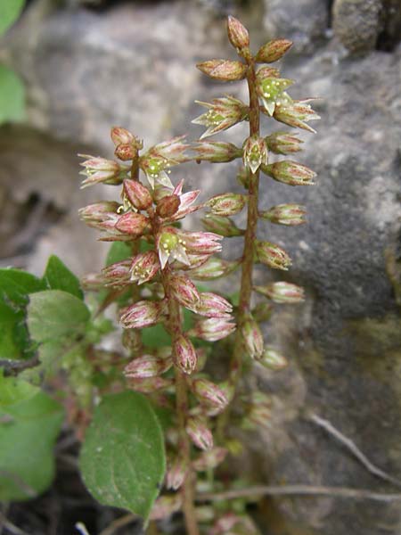 Umbilicus chloranthus \ Gr&uuml;nes Nabelkraut / Green Venus' Navel, GR Igoumenitsa 13.5.2008