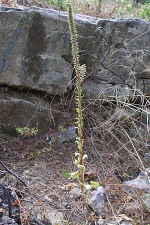 Umbilicus horizontalis \ Waagerechtes Nabelkraut / Narrow Navelwort, GR Hymettos 20.5.2008