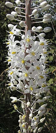 Drimia numidica \ Meerzwiebel / Mediterranean Sea Squill, GR Parga 24.8.2007