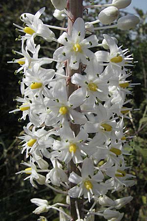 Drimia numidica \ Meerzwiebel / Mediterranean Sea Squill, GR Parga 24.8.2007