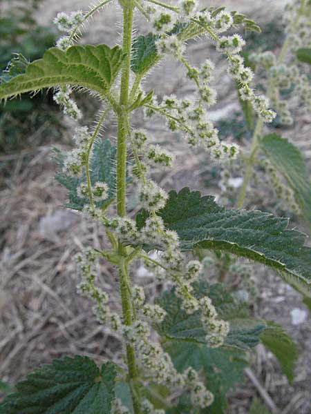 Urtica dioica \ Brenn-Nessel / Nettle, GR Zagoria, Monodendri 26.8.2007