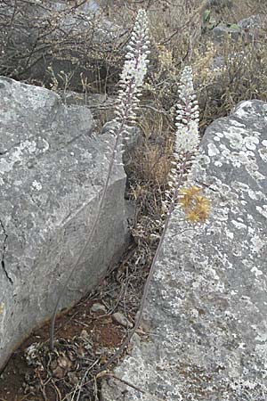 Drimia numidica \ Meerzwiebel / Mediterranean Sea Squill, GR Nauplia/Nafplion 3.9.2007