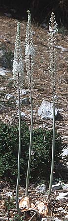 Drimia numidica \ Meerzwiebel / Mediterranean Sea Squill, GR Preveza 6.9.2007