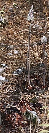 Drimia numidica \ Meerzwiebel / Mediterranean Sea Squill, GR Igoumenitsa 7.9.2007