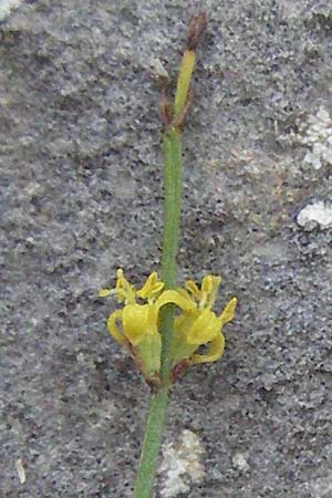 Thliphthisa chlorantha \ Gr&uuml;nlicher Meister / Green Woodruff, GR Zagoria, Vikos - Schlucht / Gorge 26.8.2007