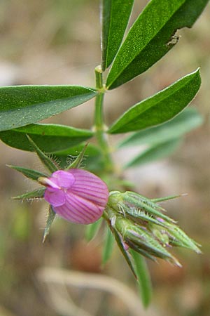 Onobrychis aequidentata \ Gleichz�hnige Esparsette, GR Igoumenitsa 13.5.2008