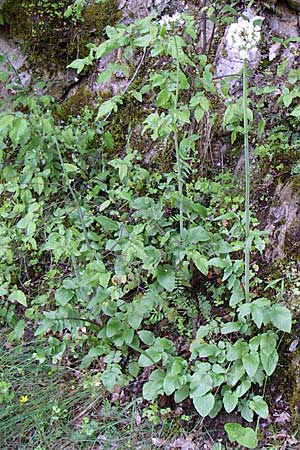 Valeriana dioscoridis \ Dioskorides-Baldrian / Dioscoridis Valerian, GR Zagoria, Vikos - Schlucht / Gorge 15.5.2008