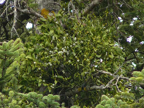 Viscum album subsp. abietis \ Tannen-Mistel / White Mistletoe, Dwarf Mistletoe, GR Peloponnes, Kosmas 31.3.2013
