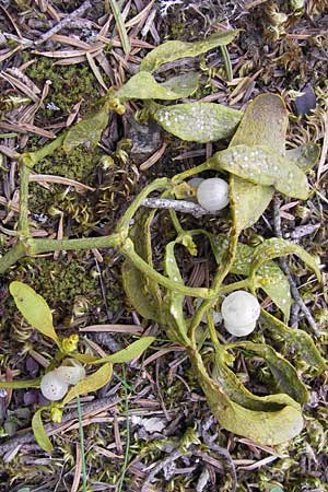 Viscum album subsp. abietis \ Tannen-Mistel / White Mistletoe, Dwarf Mistletoe, GR Peloponnes, Kosmas 31.3.2013