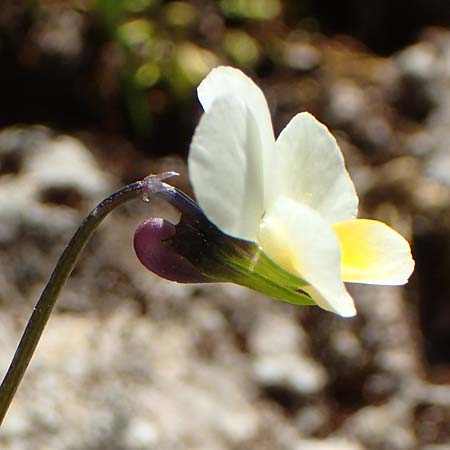 Viola arvensis \ Acker-Stiefmtterchen / Field Pansy, GR Parnitha 22.3.2019