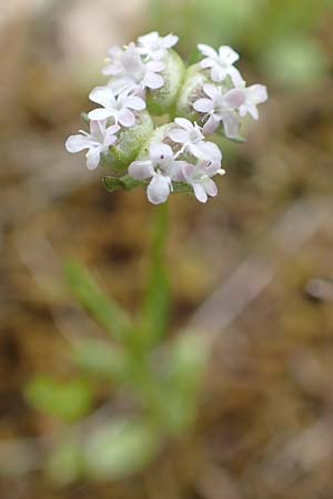 Valerianella vesicaria \ Blasen-Feld-Salat / Bladder Corn Salad, GR Athen, Mount Egaleo 10.4.2019