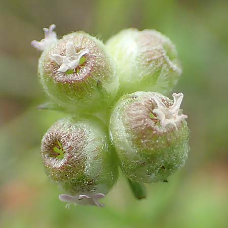 Valerianella vesicaria \ Blasen-Feld-Salat / Bladder Corn Salad, GR Athen, Mount Egaleo 10.4.2019